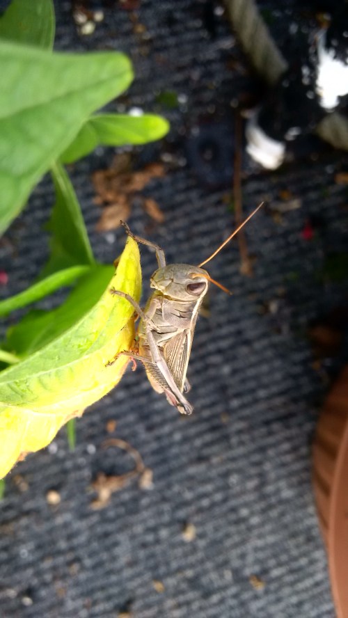 IMG_20160810_193659_edit