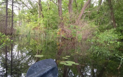 IMG_20170701_090714_edit